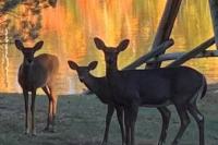 deer-jay